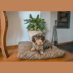 Coussin chien effet daim – photo 3
