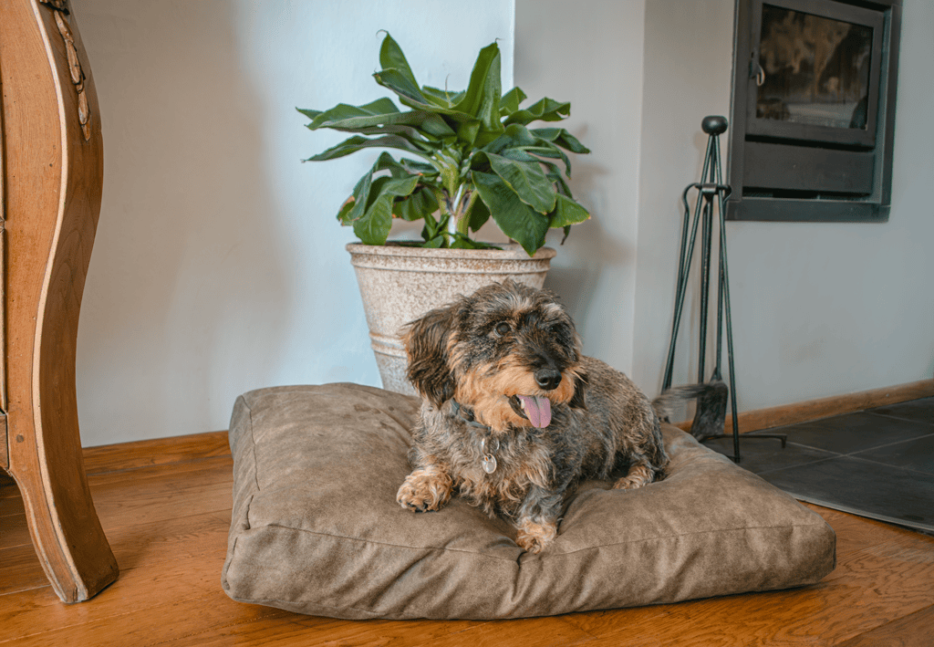 Coussin chien effet daim – photo 3