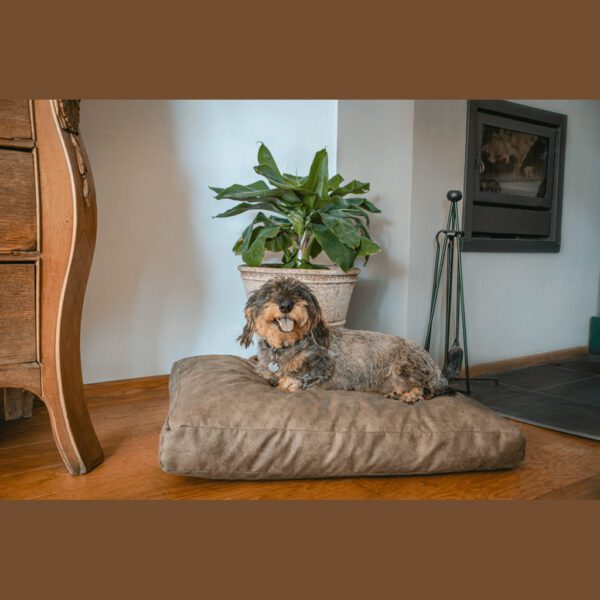 Coussin chien effet daim – photo 5