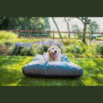 Coussin chien jardin – photo 3