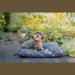Coussin chien jardin – photo 6