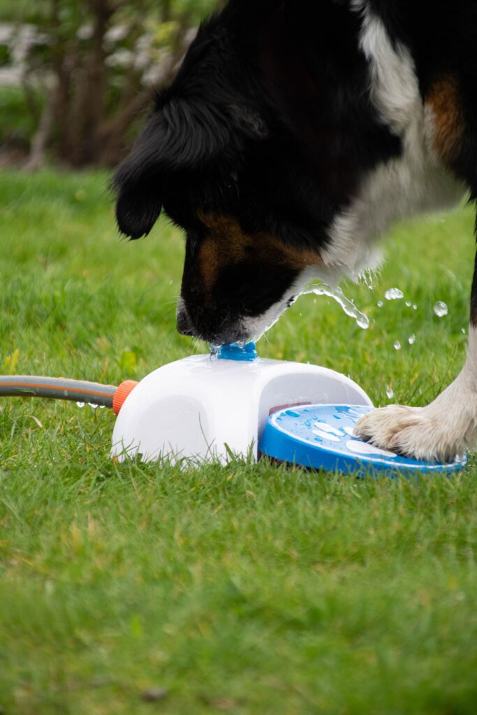 Fontaine de jardin chien – photo 4