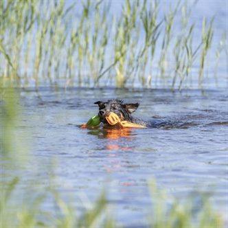 Jouet flottant chien – photo 5