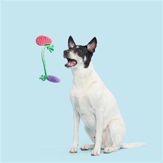 Peluche chien fraise – photo 2