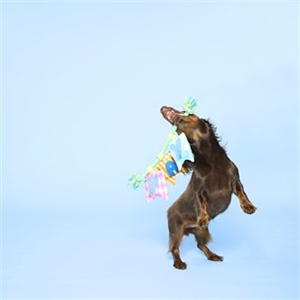 Jouet guirlande anniversaire chien – photo 4