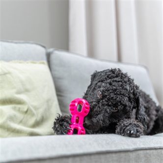 Jouet chien haltère TPR – photo 3