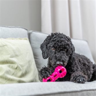 Jouet chien haltère TPR – photo 4