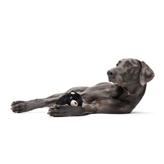 Jouet chien ours noir caoutchouc – photo 3