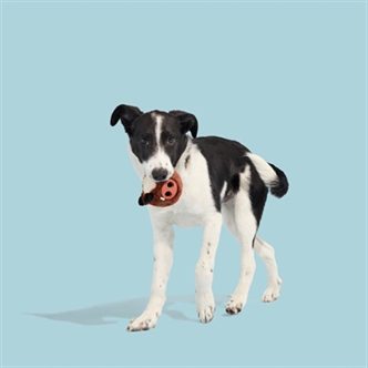 Jouet chien sanglier caoutchouc – photo 2