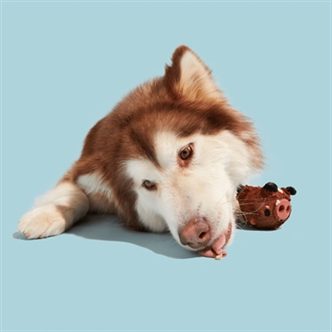 Jouet chien sanglier caoutchouc – photo 3