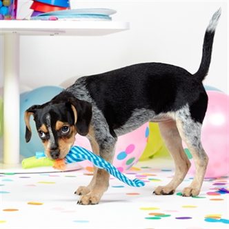 Jouet chien serpentin fête – photo 2