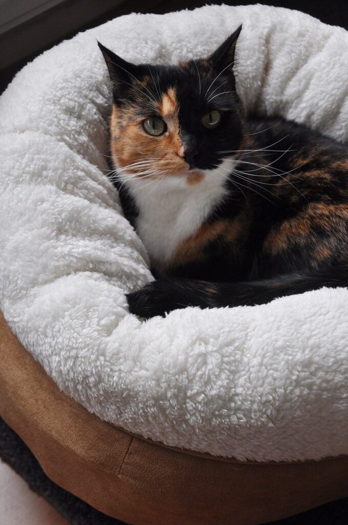 Lit donut chat – photo 2