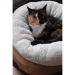 Lit donut chat – photo 2