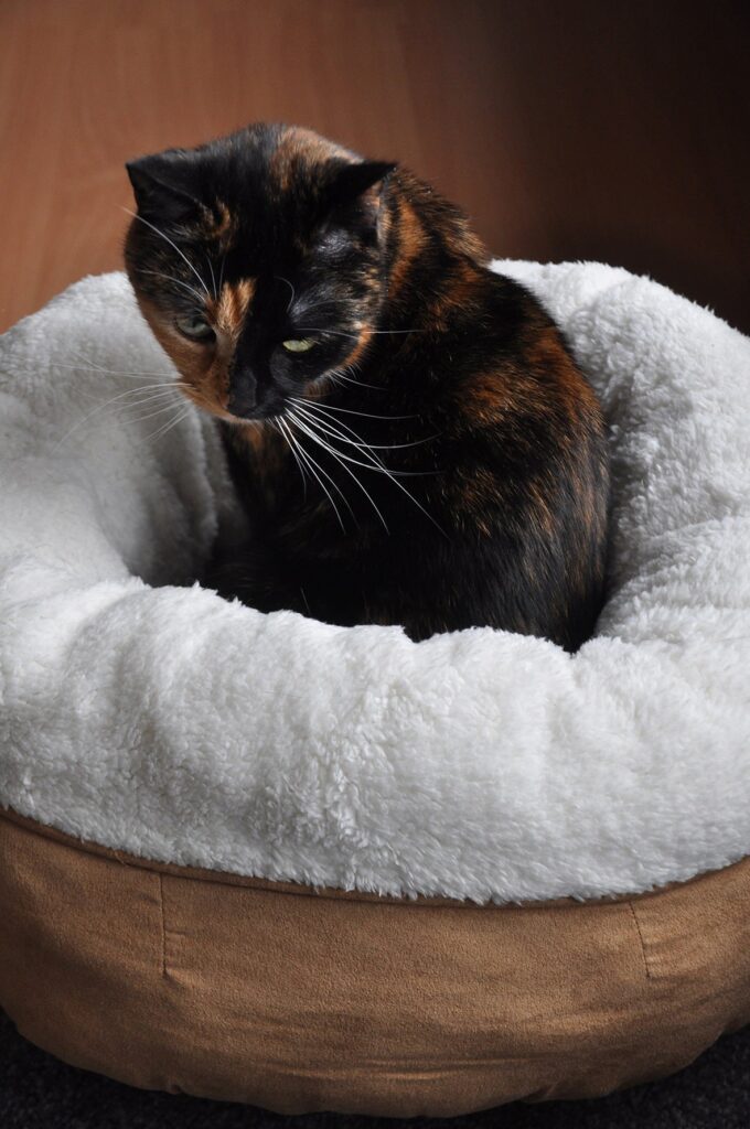 Lit donut chat – photo 4
