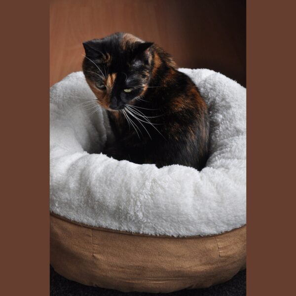Lit donut chat – photo 4