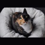 Lit donut chat – photo 5