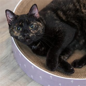 Caisse litiere chaton – photo 7
