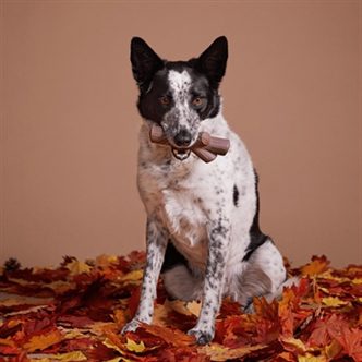 Jouet occupationnel chien – photo 5