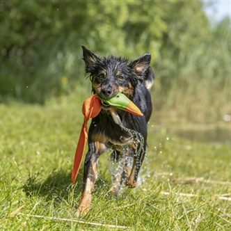 Jouet pour chien qui couine – photo 8