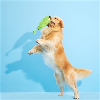 Jouet pour chien à mâcher – photo 7