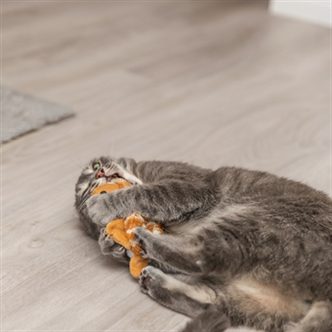 Canne à plumes pour chat – photo 8