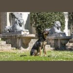 Laisse longe pour chien – photo 8