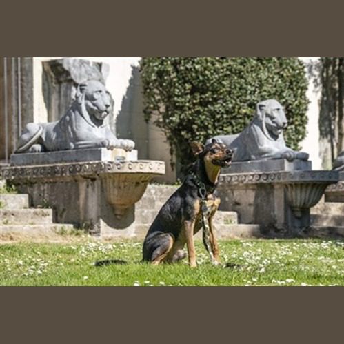 Laisse longe pour chien – photo 8