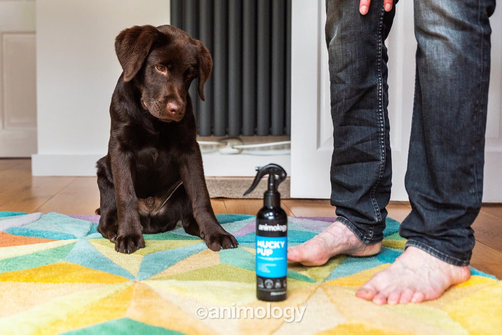Lot shampoing chiot Animology Mucky Pup spray et Puppy Love – photo 2