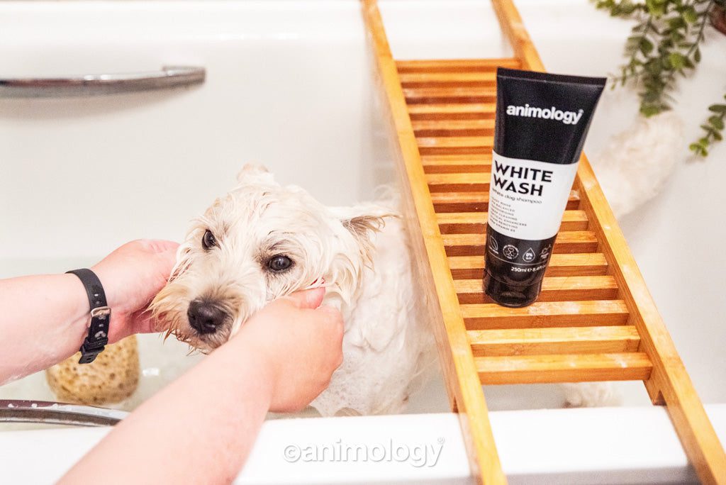 Lot shampooing chien Animology True Colours et White Wash – photo 4