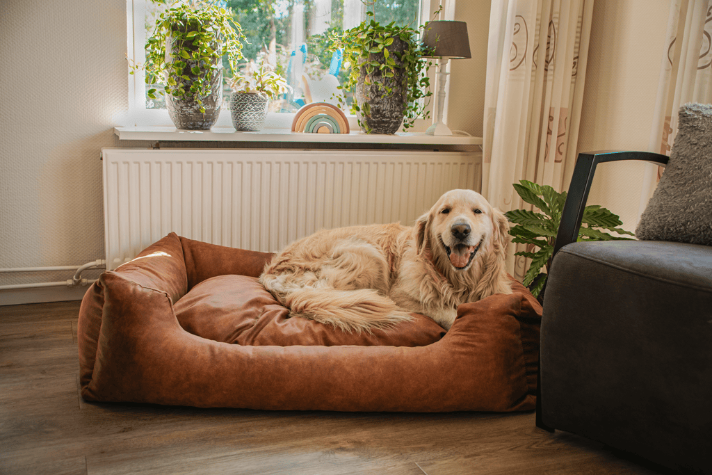 Panier et coussin pour chien – photo 2