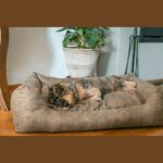 Panier et coussin pour chien – photo 3