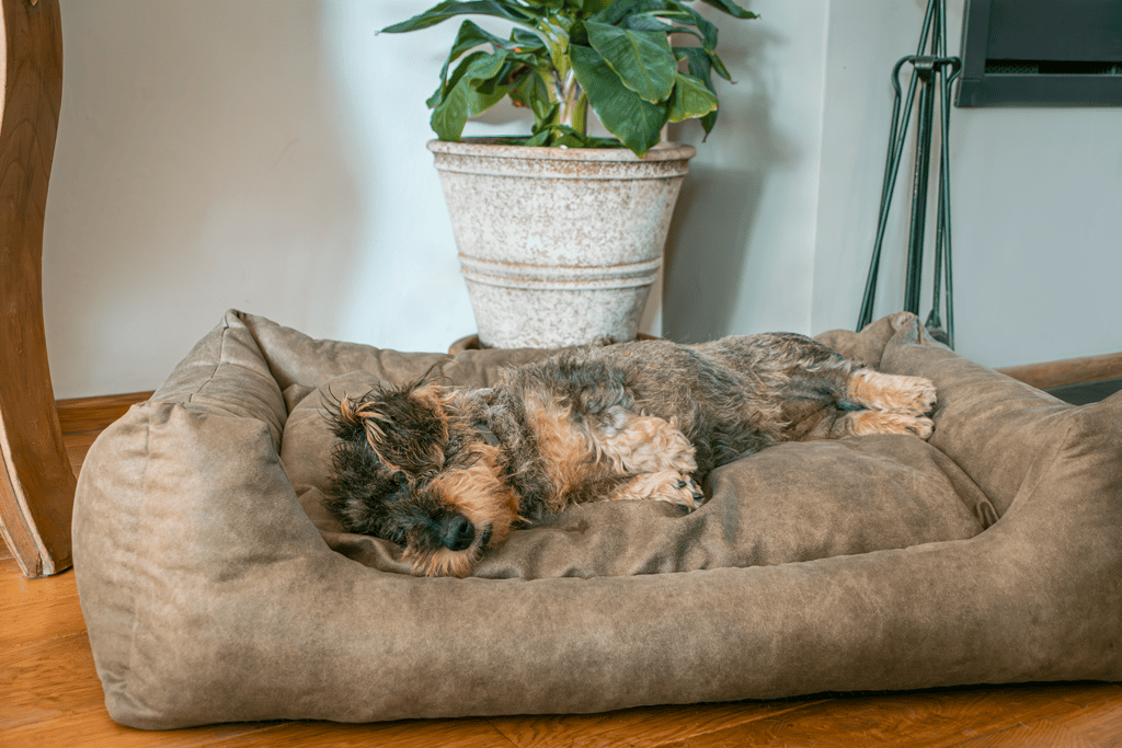 Panier et coussin pour chien – photo 3