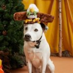 Peluche chien aigle poisson – photo 3
