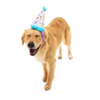 Peluche chien chapeau de fête élastique – photo 3