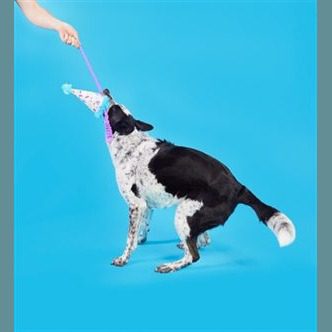 Peluche chien chapeau de fête élastique – photo 5