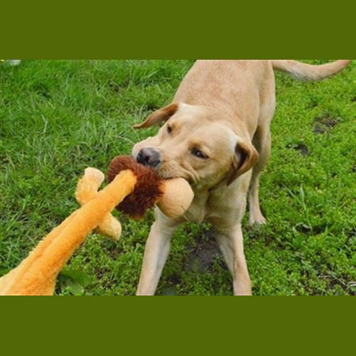 Peluche chien lion froissante – photo 2