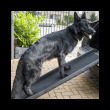 Rampe pour chien voiture – photo 5