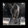 Rampe pour chien voiture – photo 6