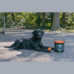Seau Dog Comets Meteor Shower – photo 4