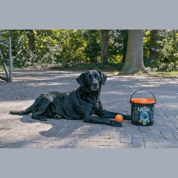 Seau Dog Comets Meteor Shower – photo 4