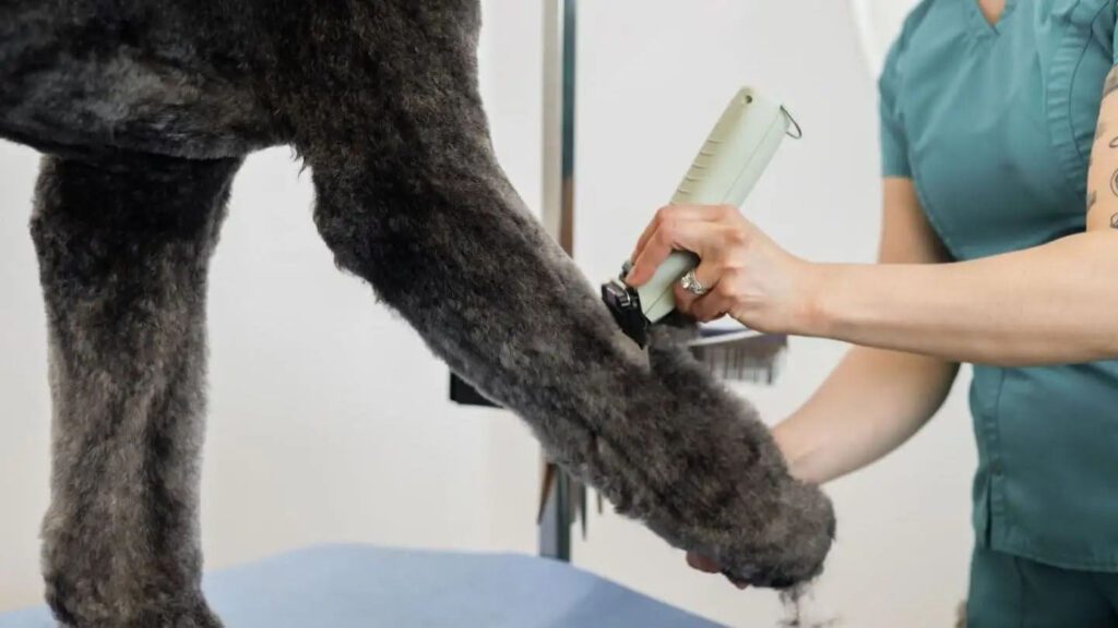 Tondeuse Wahl KMC+ pour chien – photo 3