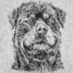 Vet bed tête de chien – photo 4
