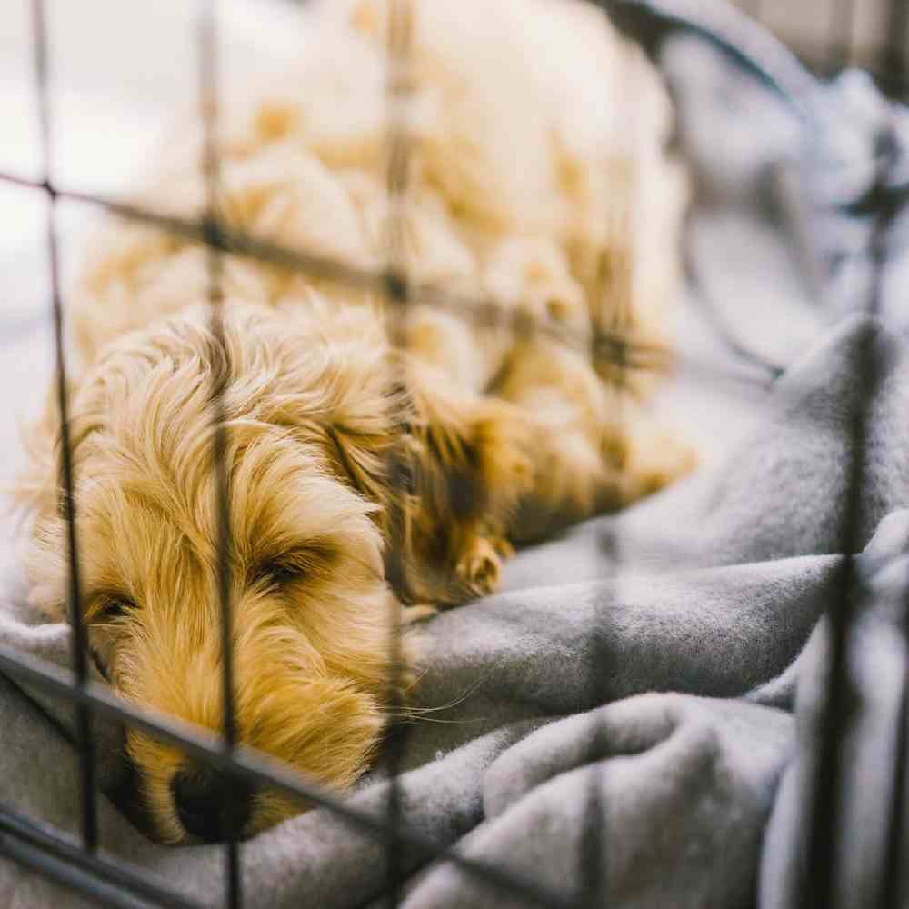 Cage chien XS intérieur maison coin calme sécurisé