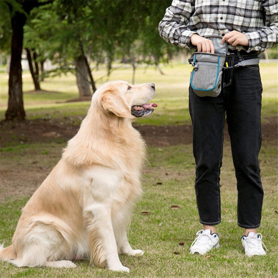 Golden retriever assis dans un parc face à une personne en chemise à carreaux portant une sacoche à friandises à la ceinture