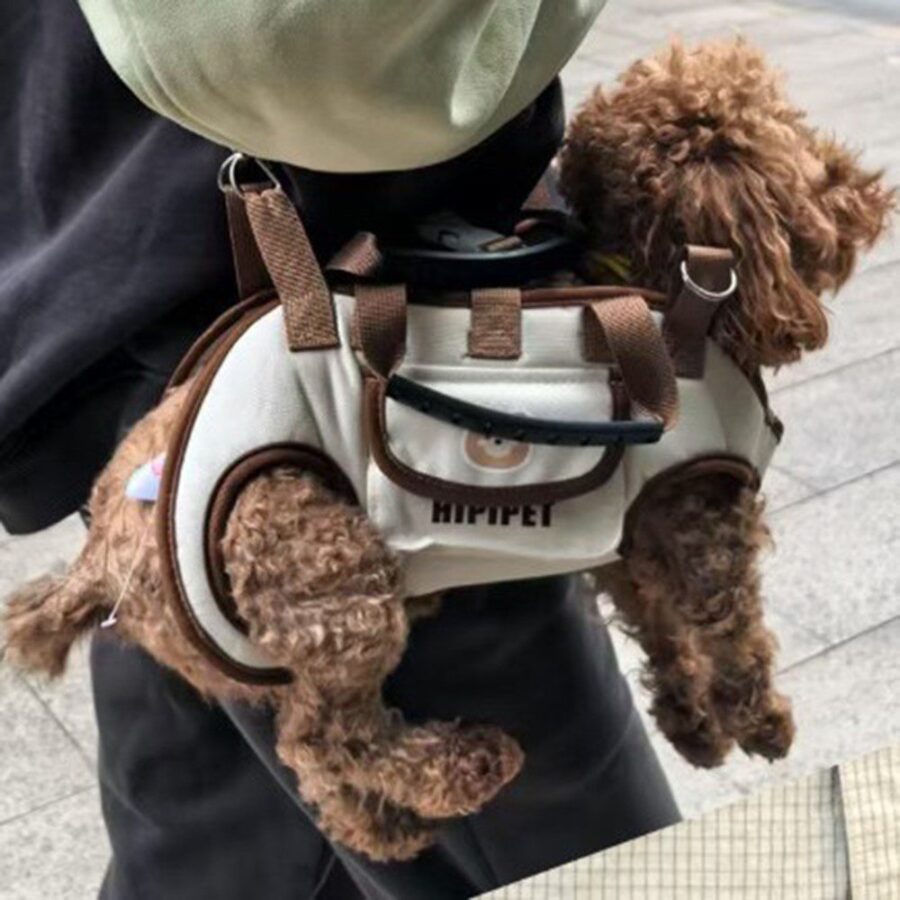 Petit chien caniche brun porté sur le ventre dans un sac crème à liserés marron et poignées