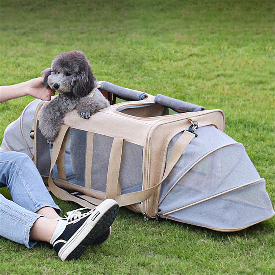 Petit chien gris frisé posant les pattes sur un sac de transport beige extensible, dans l'herbe, avec ses deux rallonges