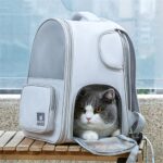 Chat gris et blanc dans l'ouverture d'un sac à dos gris posé sur un banc en bois devant une fenêtre
