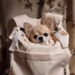 Sac Transport Ventral Chien Chat - Porte Bébé Animaux Randonnée Bleu photo review