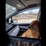 Siège transport chien voiture XXL 30 kg — grand chien photo review