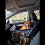 Siège transport chien voiture XXL 30 kg — grand chien photo review